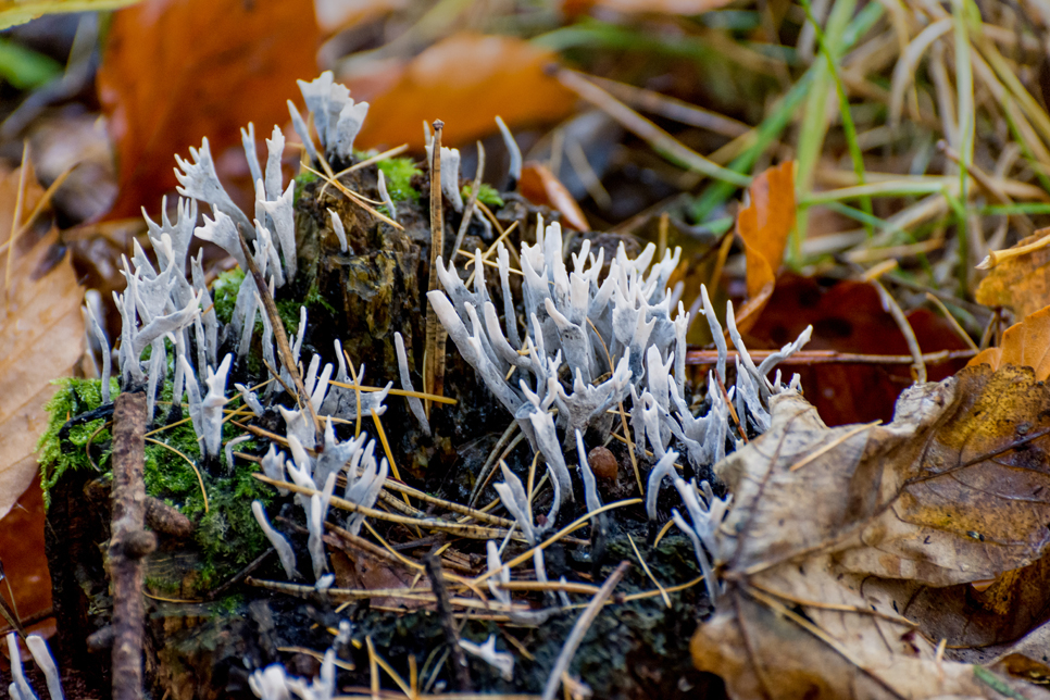 Fungi walk