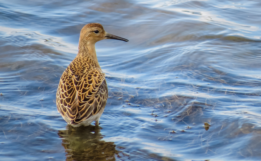 A Ruff count