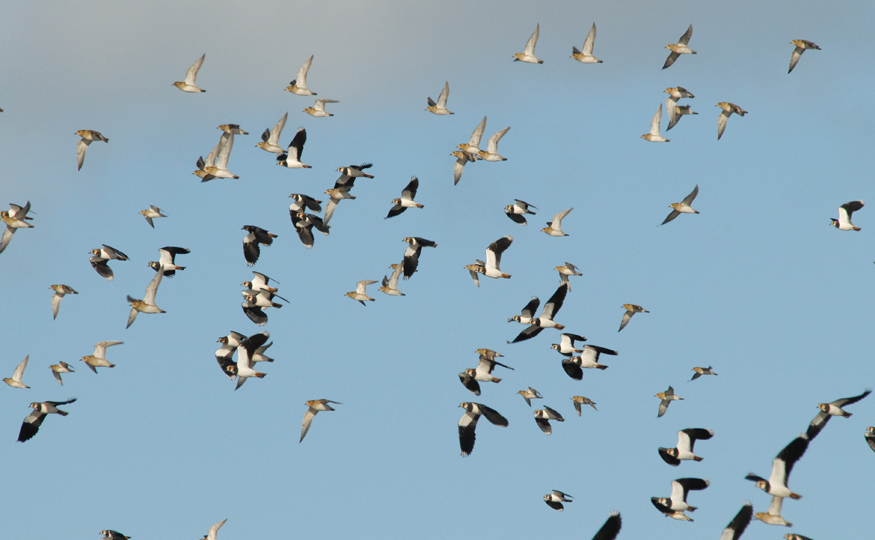 Golden Plover numbers building