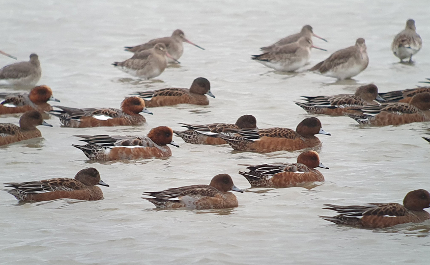 Easterly winds bring new arrivals