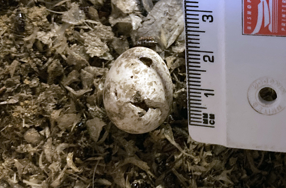 Kingfisher egg.jpg