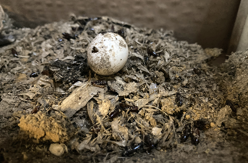 Checking the nest chambers at the Sand Martin hide nesting bank