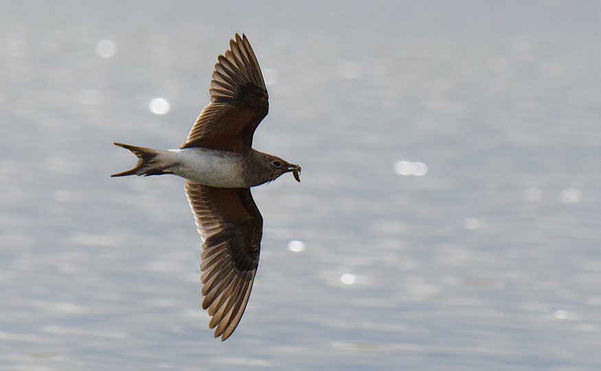 Collared Pratincole still here