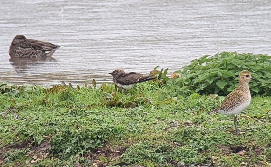 Collared Pratincole on Top New Piece