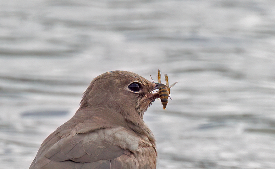 Collared Pratincole remains