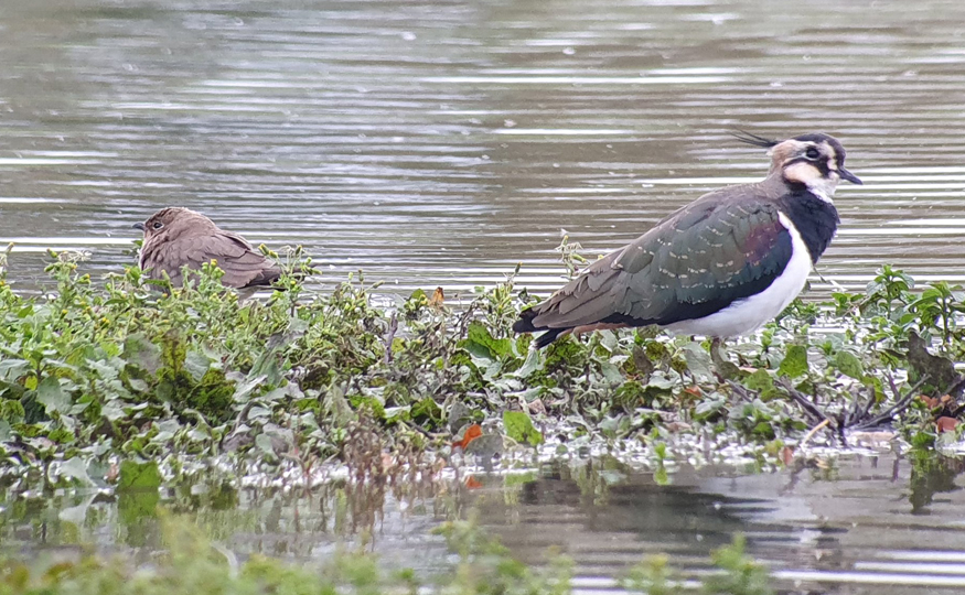 A rather wet start, but Collared Pratincole remains