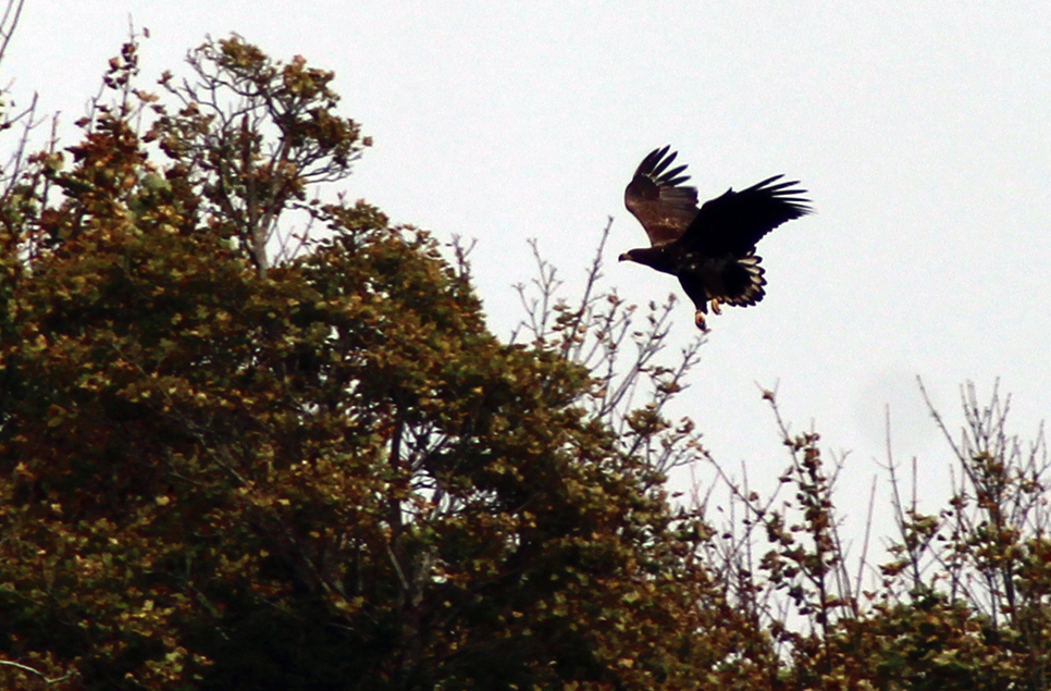 EJ WT Eagle hangar web.jpg