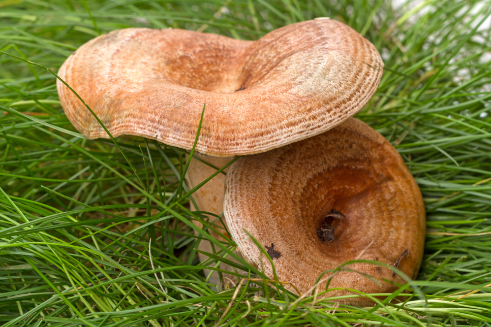 False saffron milk cap fungus - Shutterstock 966x644.jpg