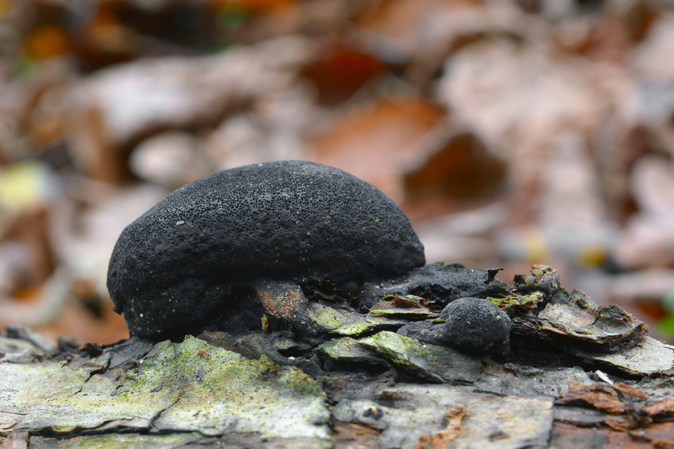 King alfreds cakes fungus - Shutterstock 966x644.jpg