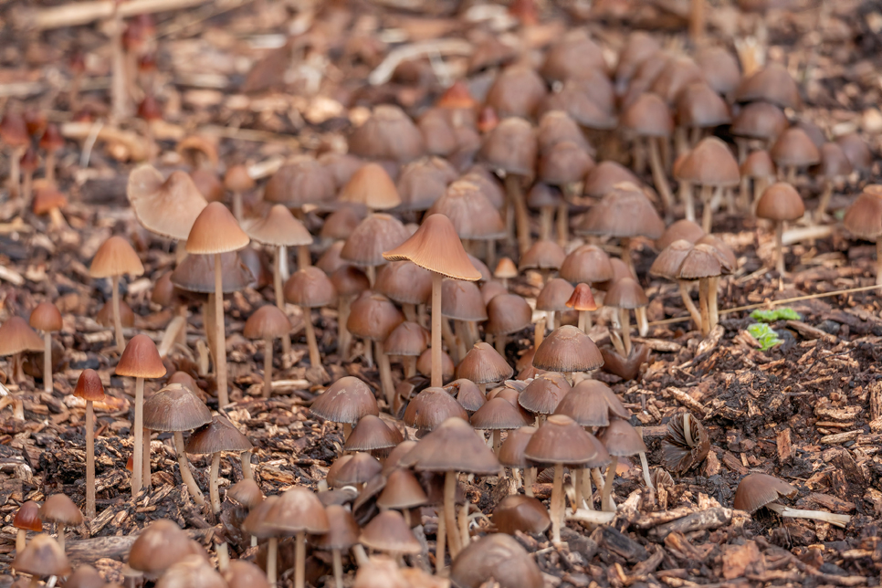 Red edge brittlestem fungi - Ian H (2) 966x644.jpg