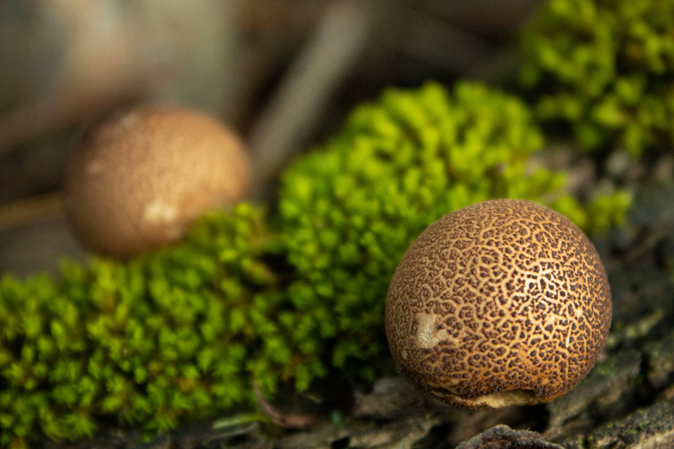 Stump puffball fungi 966x644.jpg