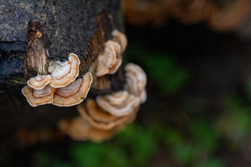 Turkey tail fungi - WWT stock 966x644.jpg