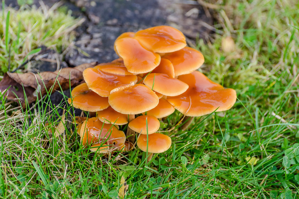 Velvet shank - velvet foot fungi - Ian Henderson 966x644.jpg