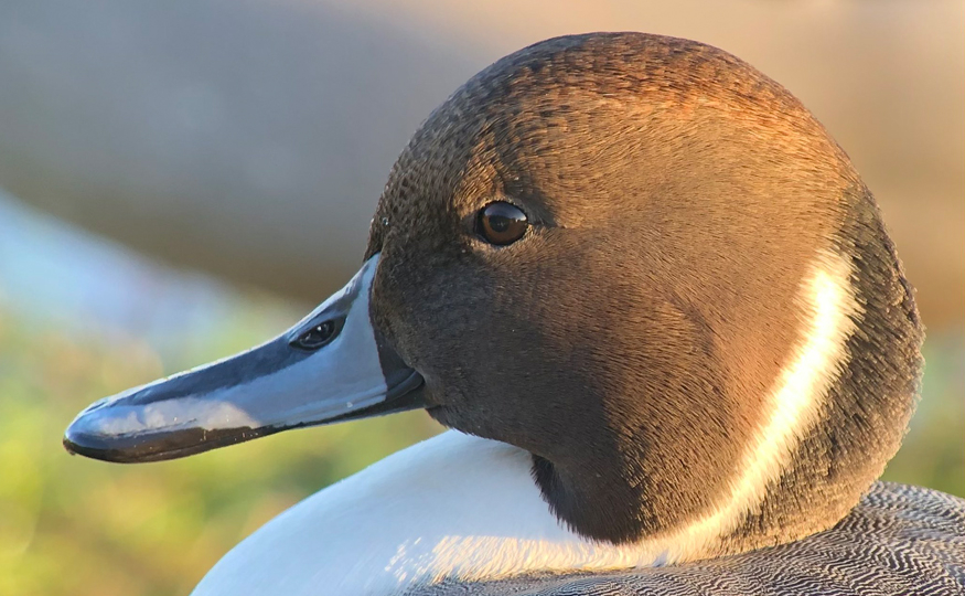 Birding in the sunshine