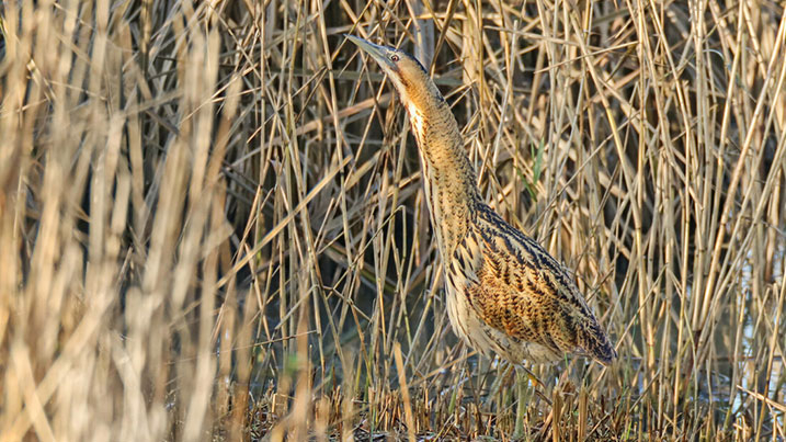 Reedbed walk