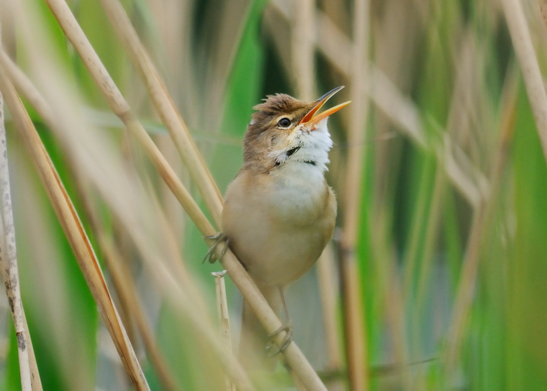 Wildlife Sightings for 19th May 2023