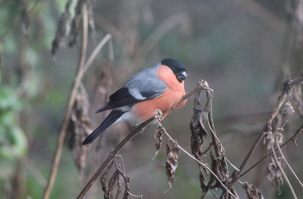 Lapwings, bullfinches & grebes