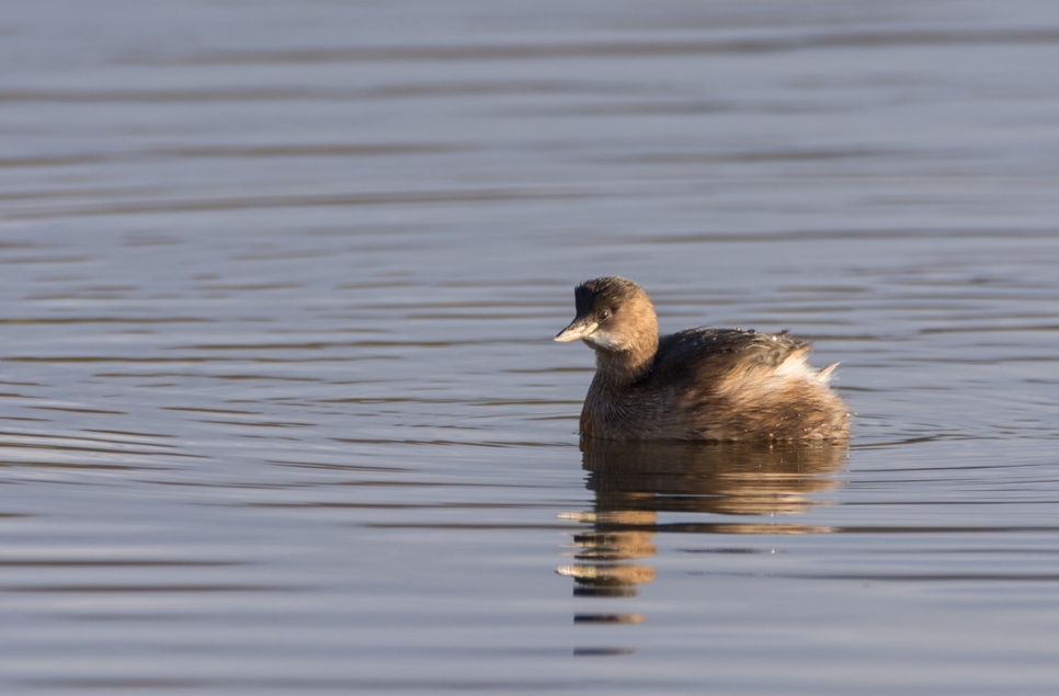 Species spotlight - Little grebe