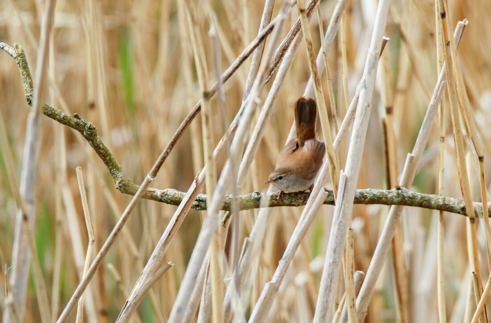 Cetti's warbler, Hen harrier & named swans