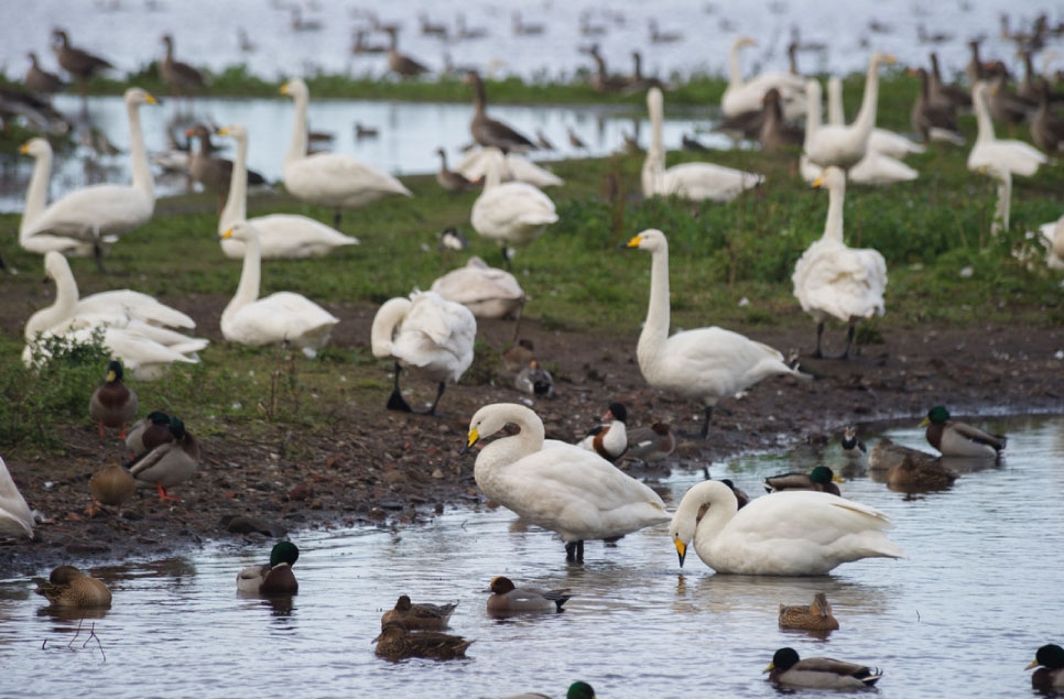 Winter Wildlife at Martin Mere