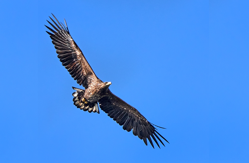 White-tailed eagles at Arundel 