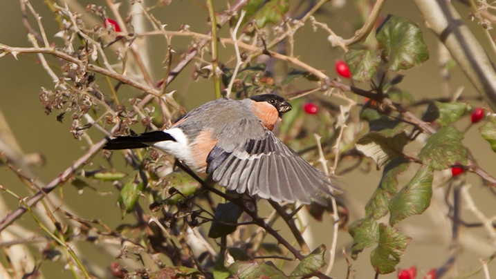 Wander to watch wetland wildlife this winter