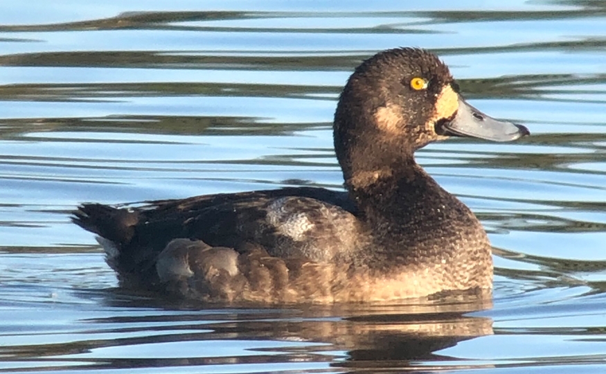 Sub-zero birding, and the Scaup remains