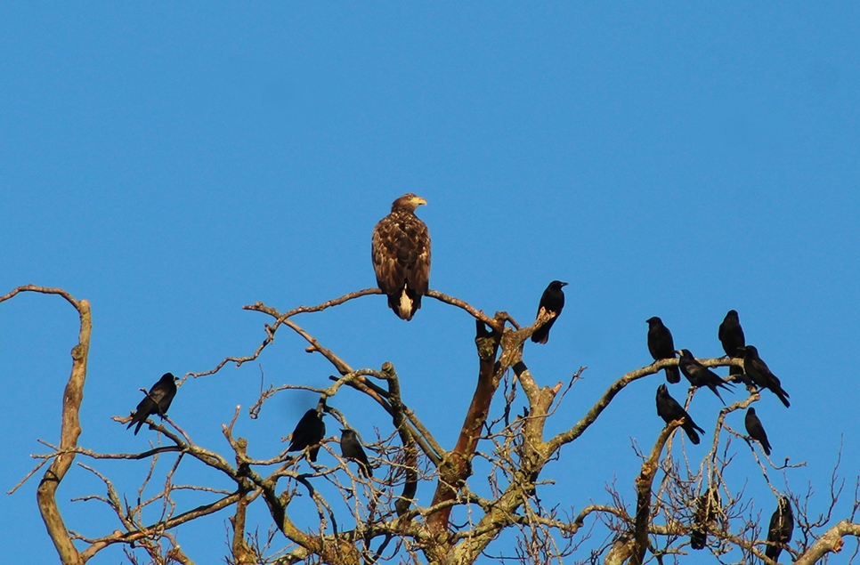 EJ Dec 10 Sea Eagle.jpg