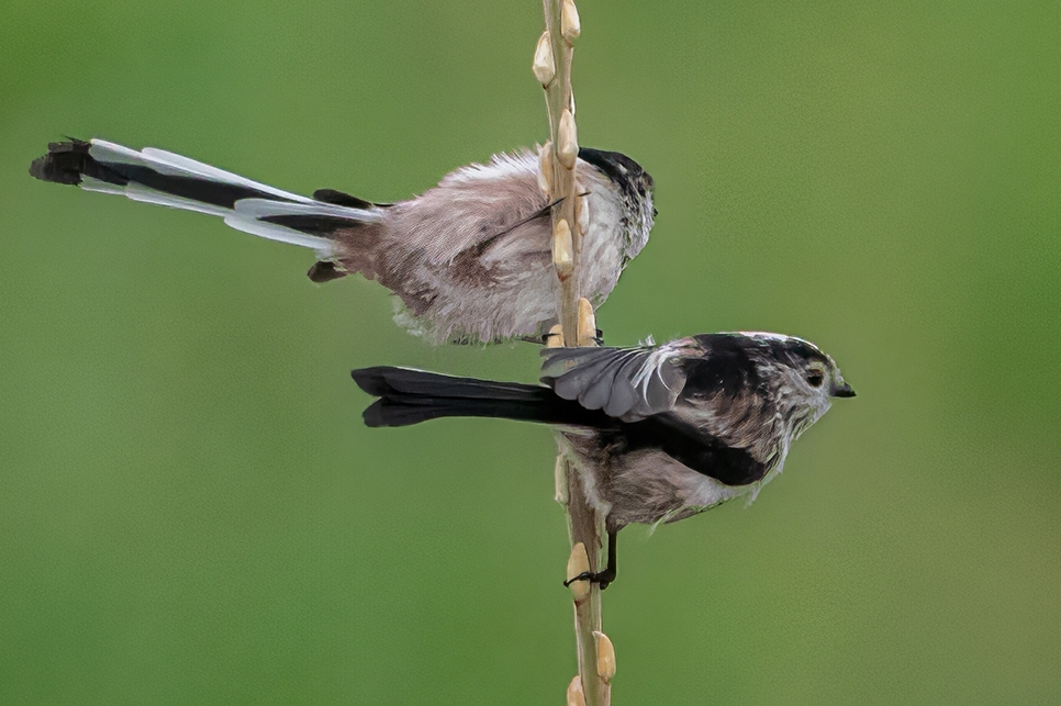 Long tailed tit - Ian H - Nov22 966x644.jpg