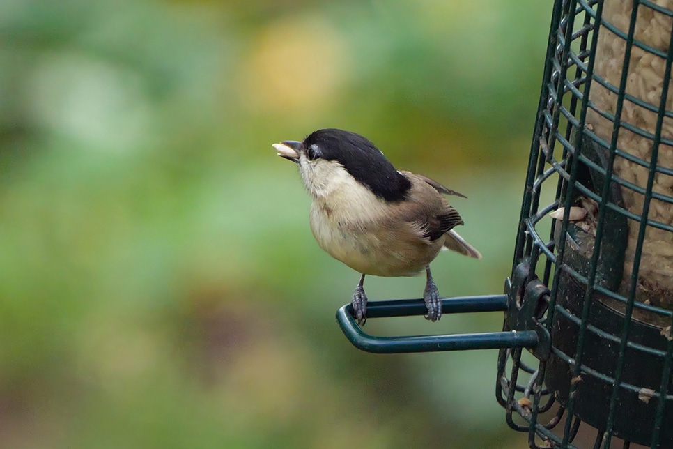 Willow tit - Nov22 - Ian Henderson 966x644.jpg