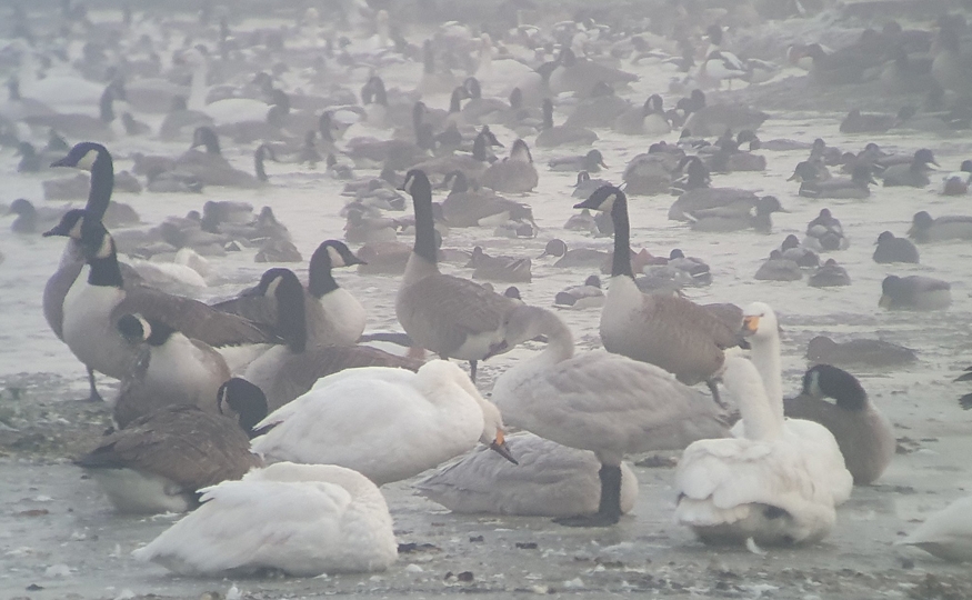 Locked in ice, but Hen Harrier seen today