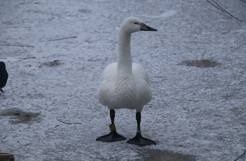 A Whooper with distinction