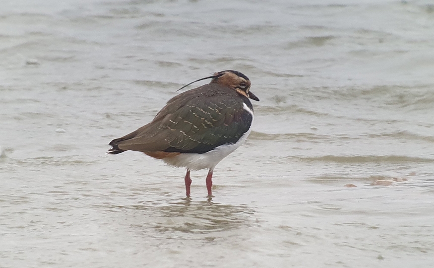 Wet and windy