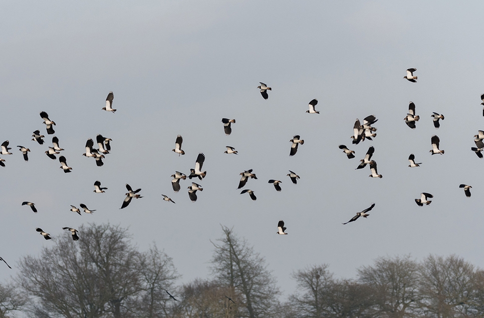 Lapwing flock to Ramsar islands