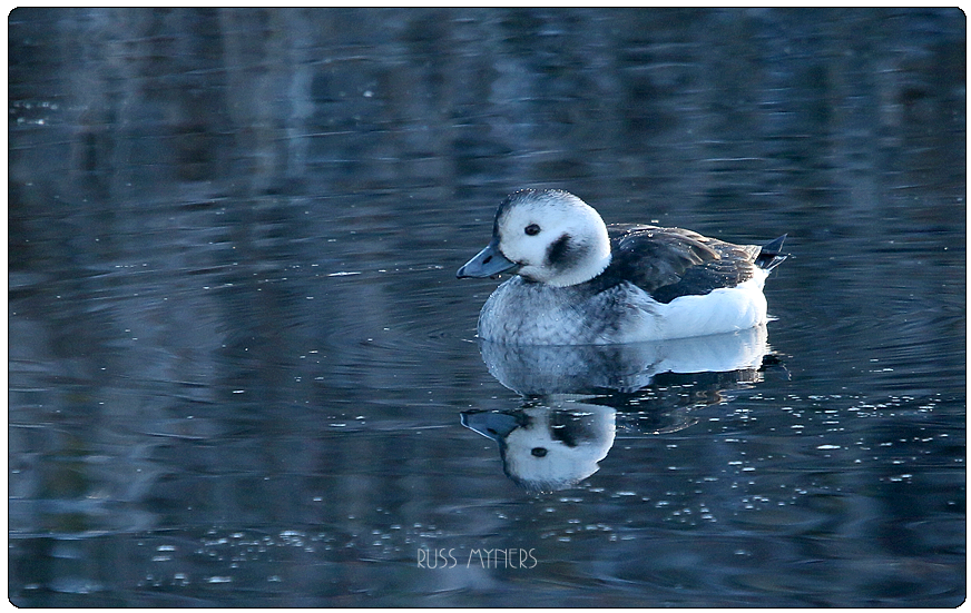 Recent Sightings 24 December - 1 January