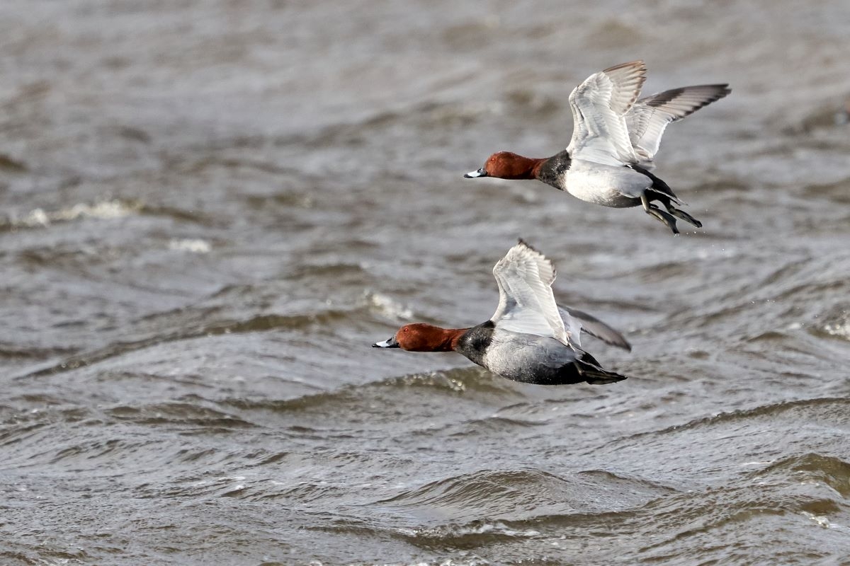 Pochard in flight by Kim Tarsey 3.jpg