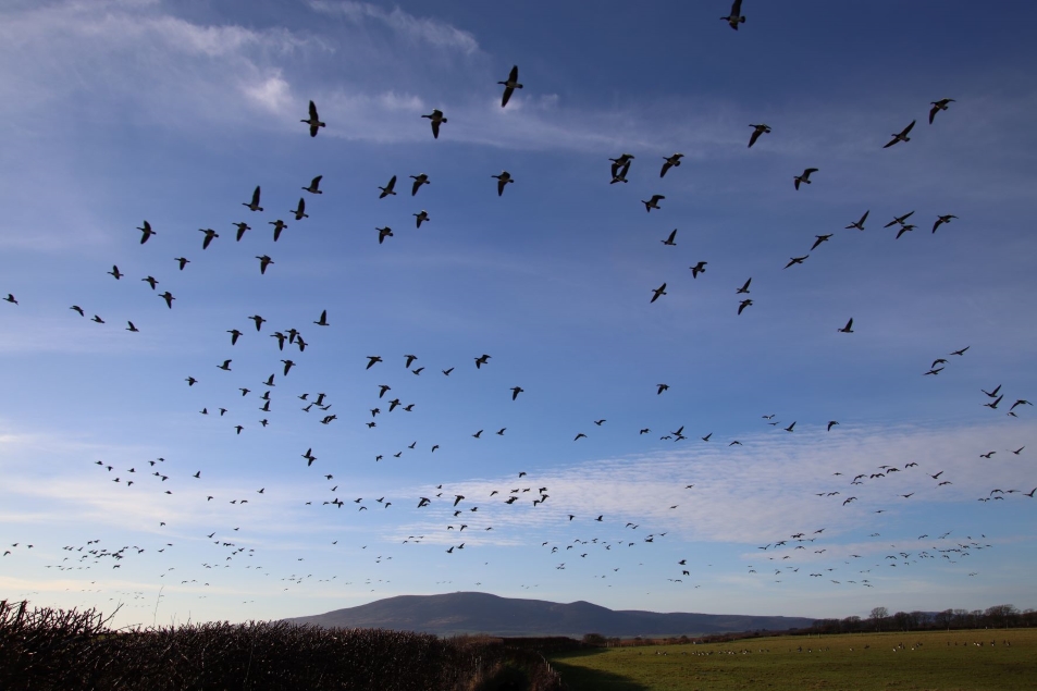 Dawn geese by sound and sight