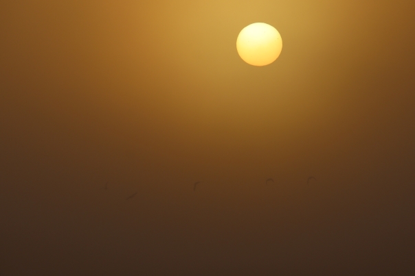 barnies in sunrise in fog.jpg