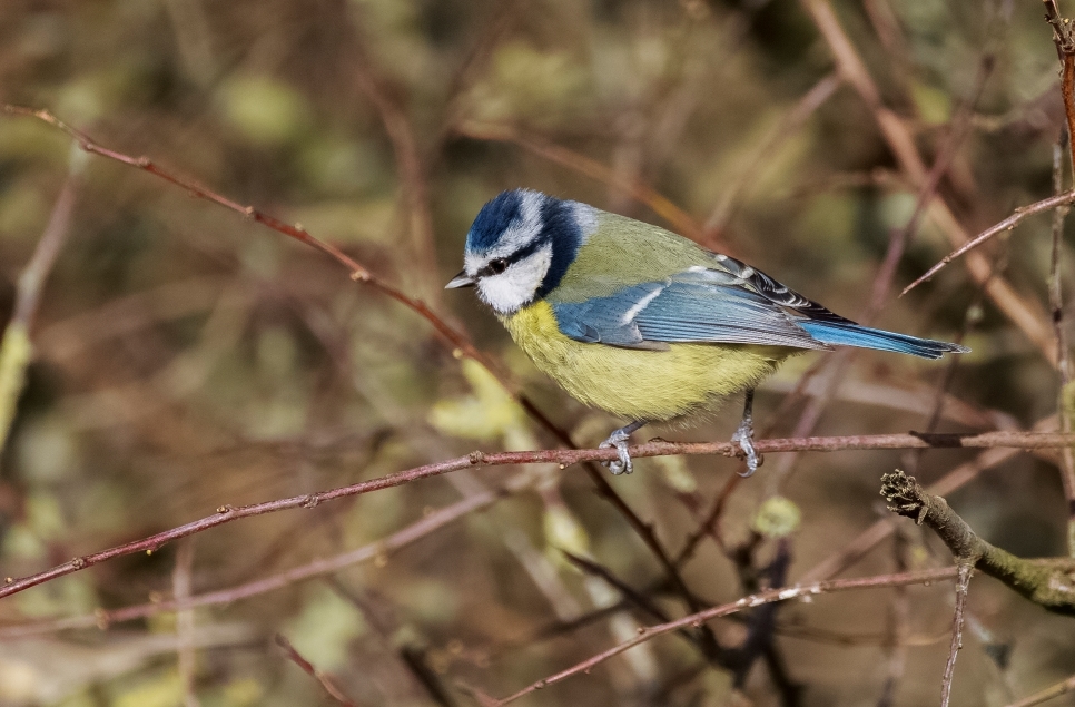 Wildlife Sightings for 8th October 2023