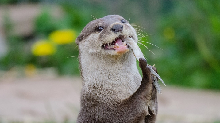 Asian Short-clawed Otter