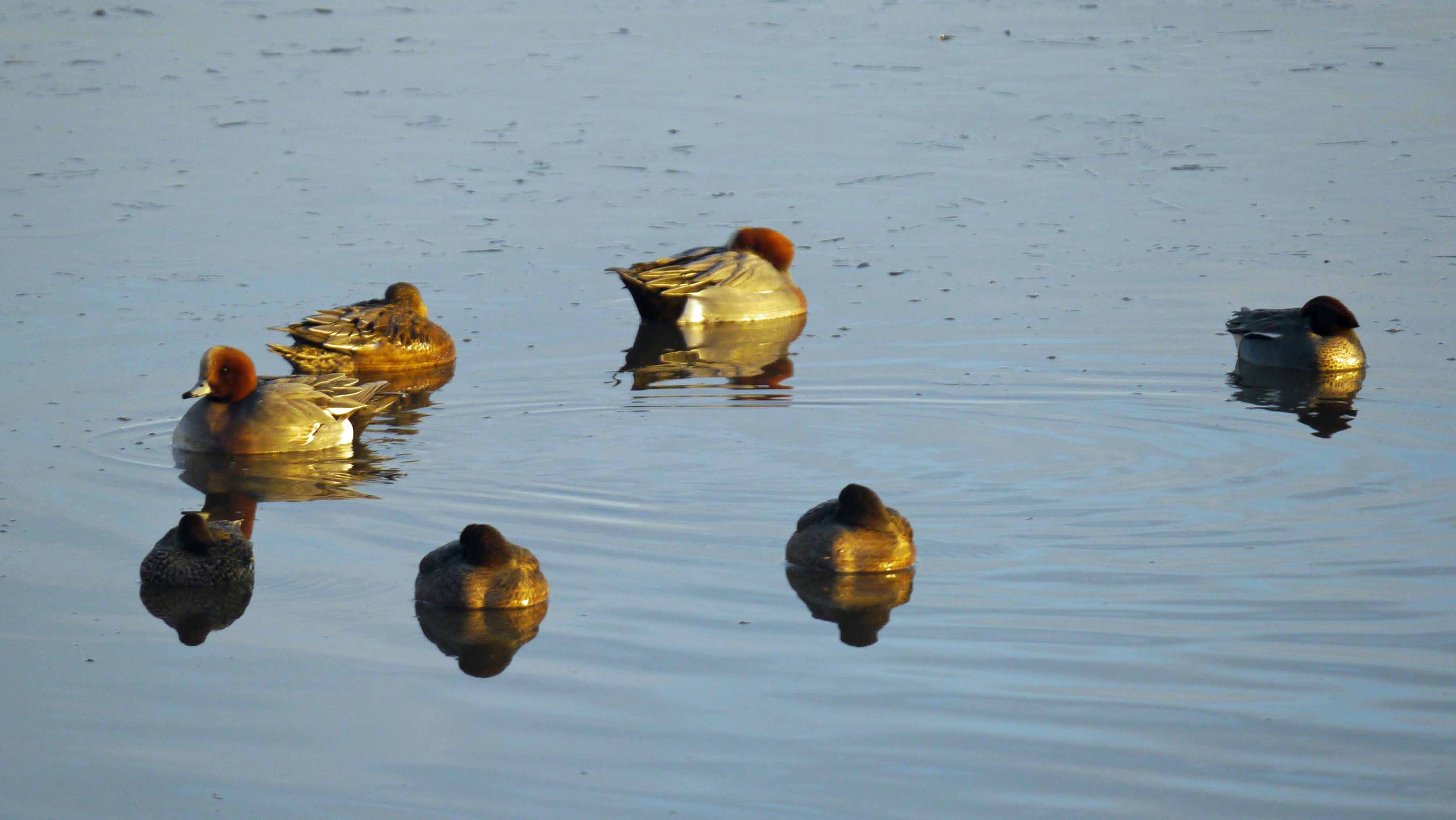 WeBS Count 21 February 2023, White-rumped Sandpiper and high tides