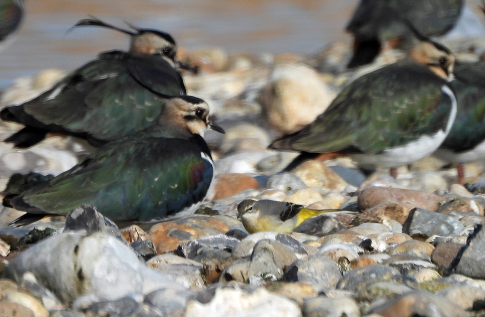 Pintails, wigeon, pochards & teal