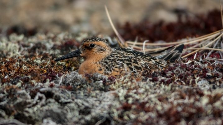 redknot.jpg