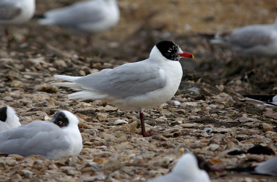 Common, black-headed & Mediterranean gulls