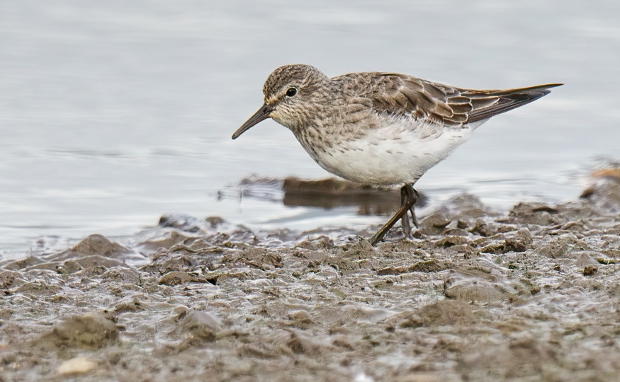 White-rumped Sandpiper remains