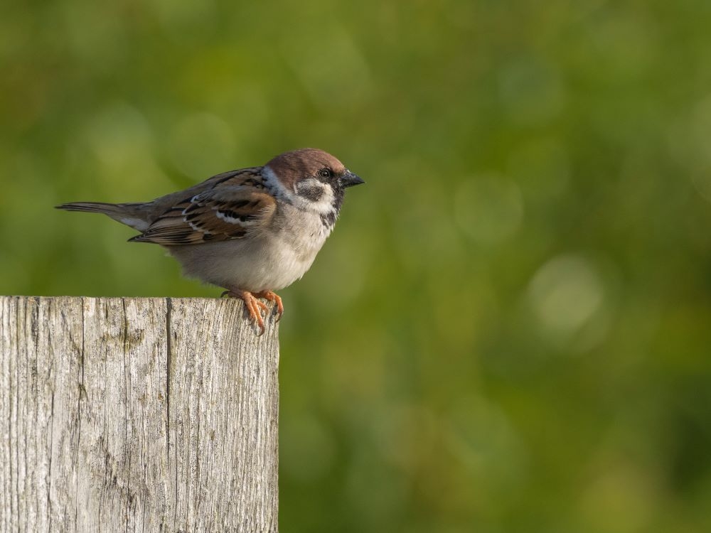 Welney sightings - 17/08/24