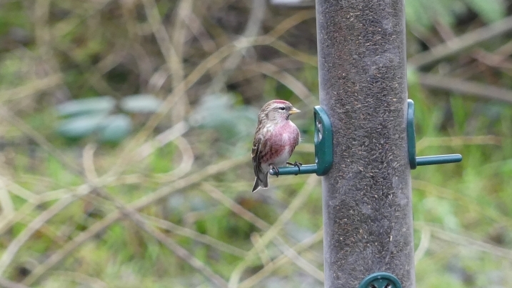 lesser redpoll marianne nicholson 2 crop.jpg