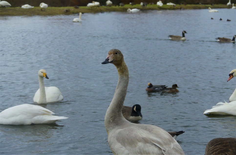 Until next time, Caerlaverock