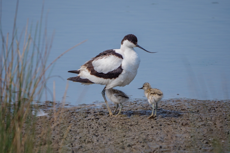 Avocet with chick June21 - Ian Henderson (3) 966x644.jpg