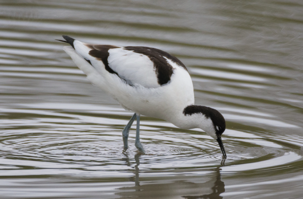 Avocets return to Martin Mere 